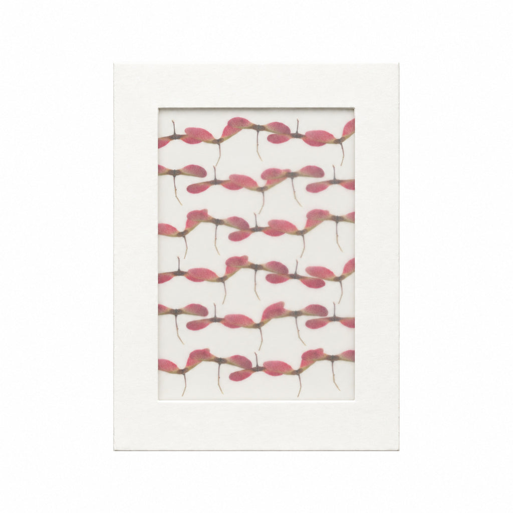 Pressed Maple Seeds, Red and Green, 30 pieces in white kraft packaging beneath translucent tracing paper