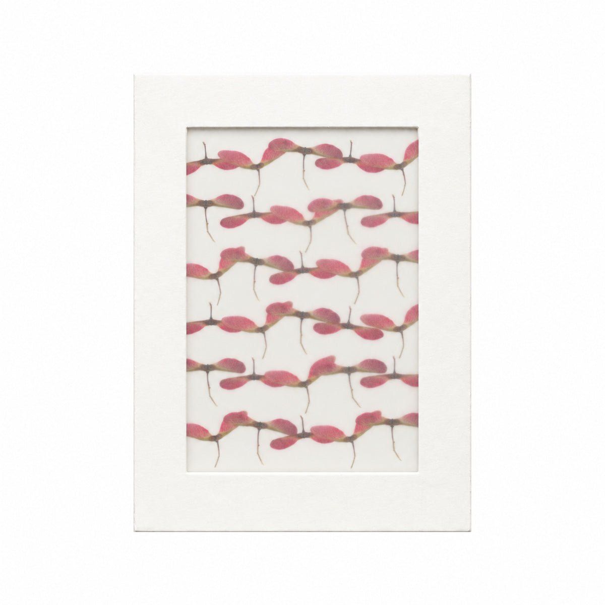 Pressed Maple Seeds, Red and Green, 30 pieces in white kraft packaging beneath translucent tracing paper