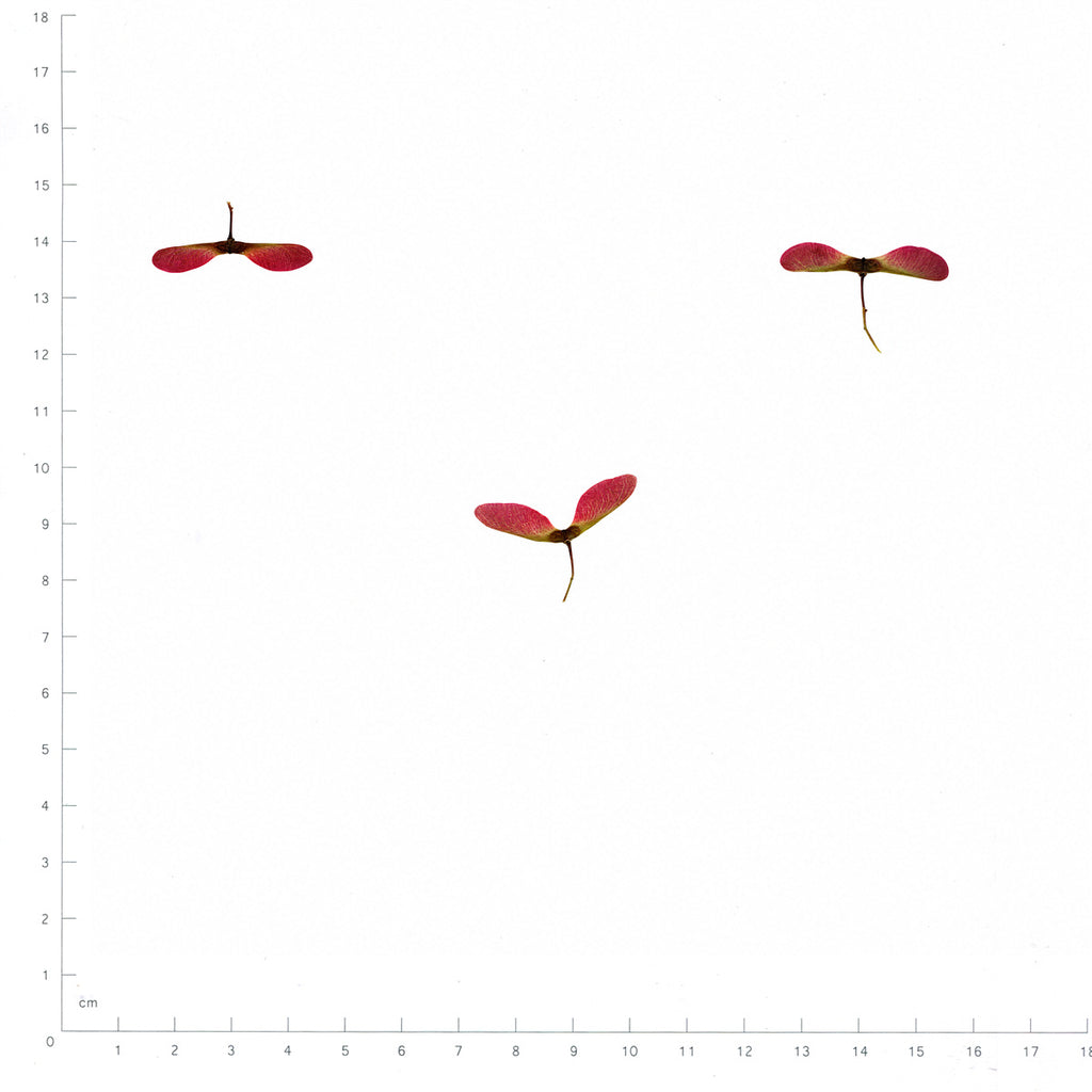 Pressed Maple Seeds, Red and Green beside a 180 mm ruler