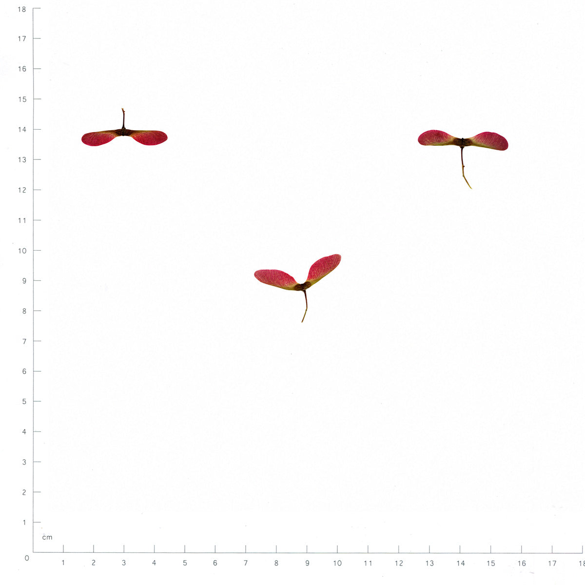 Pressed Maple Seeds, Red and Green beside a 180 mm ruler