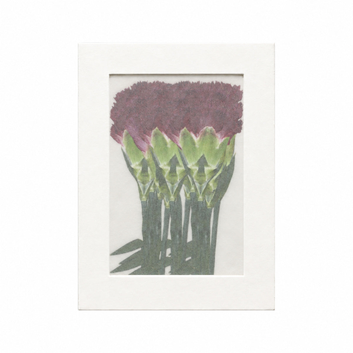 Pressed Flower Carnation, Red, 20 pieces in white kraft packaging beneath translucent tracing paper