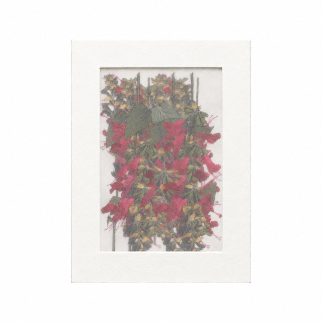 Pressed Flower Salvia, Red, 20 pieces in white kraft packaging beneath translucent tracing paper