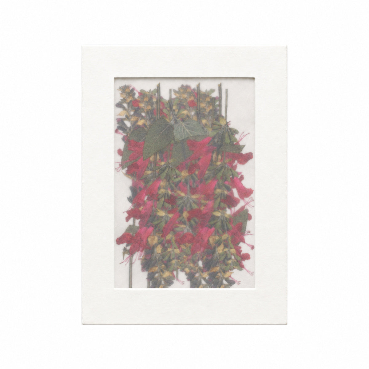 Pressed Flower Salvia, Red, 20 pieces in white kraft packaging beneath translucent tracing paper