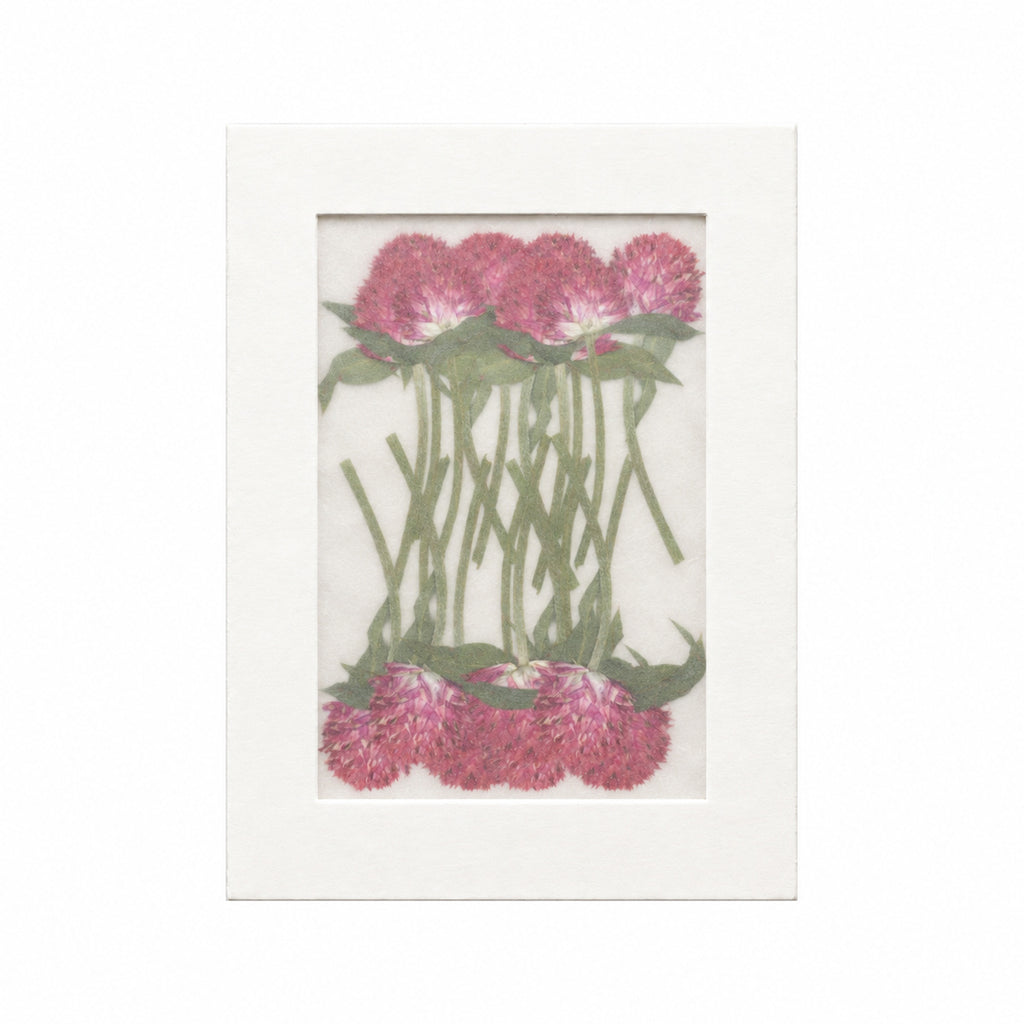 Pressed Flower Globe Amaranth, Red, 20 pieces in white kraft packaging beneath translucent tracing paper