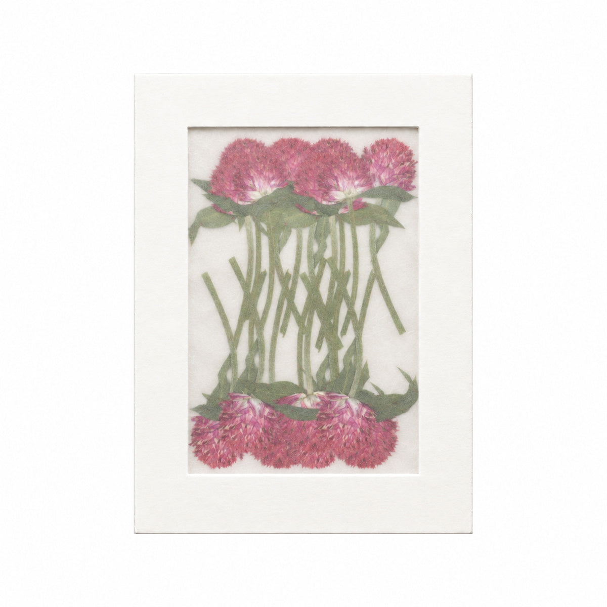 Pressed Flower Globe Amaranth, Red, 20 pieces in white kraft packaging beneath translucent tracing paper