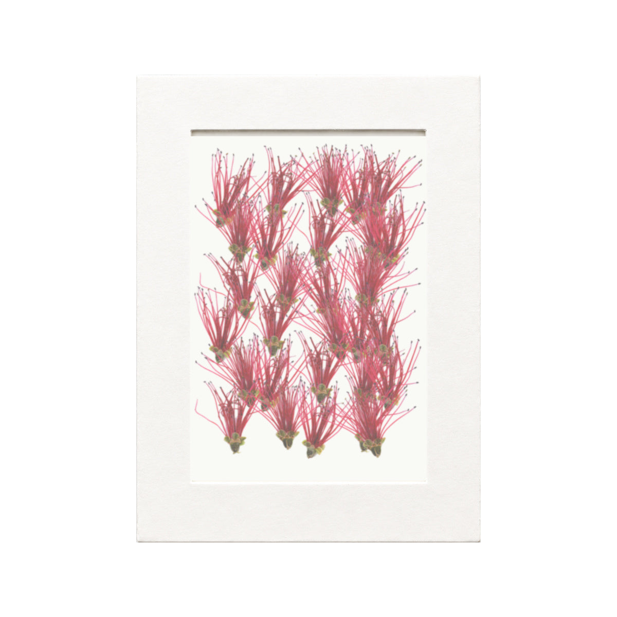 Pressed Flower Bottlebrush, Red, 30 pieces in white kraft packaging beneath translucent tracing paper