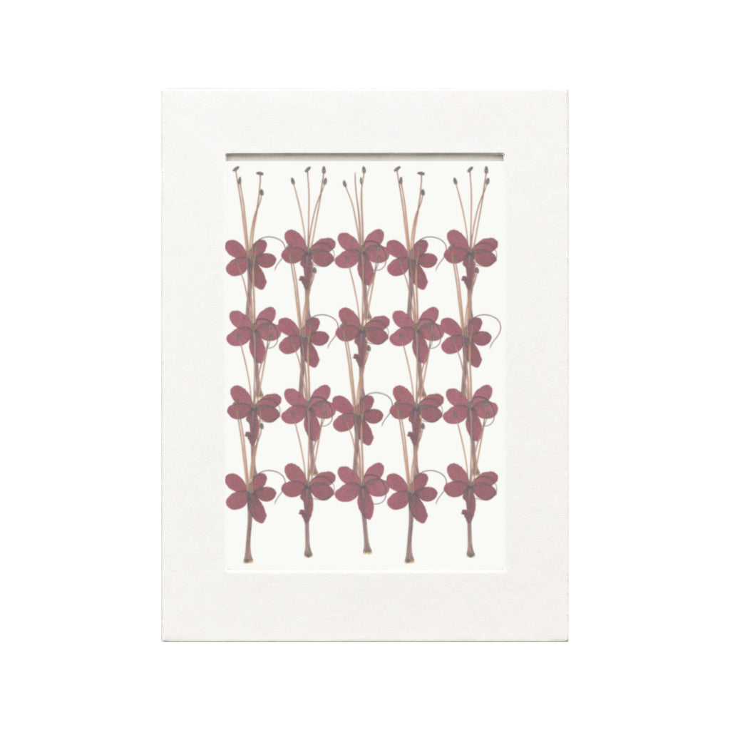 Pressed Flower Bleeding Heart Vine, Red, 20 pieces in white kraft packaging beneath translucent tracing paper