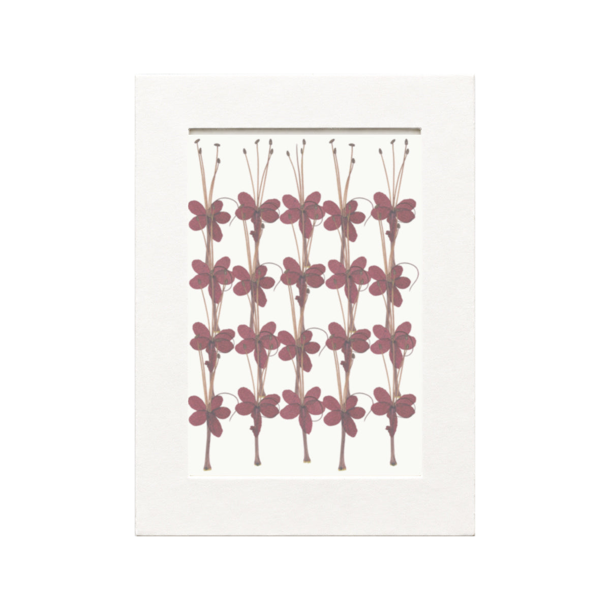 Pressed Flower Bleeding Heart Vine, Red, 20 pieces in white kraft packaging beneath translucent tracing paper