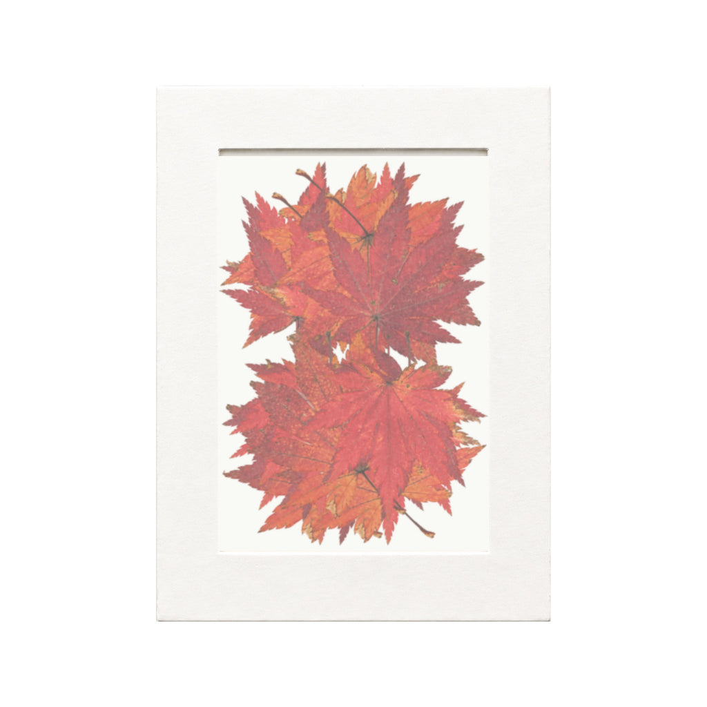 Pressed Maple Leaves, Red, 20 pieces in white kraft packaging beneath translucent tracing paper