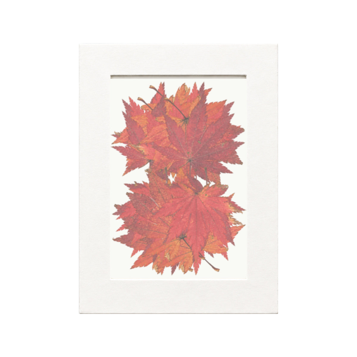 Pressed Maple Leaves, Red, 20 pieces in white kraft packaging beneath translucent tracing paper