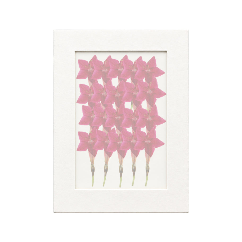 20 pressed Cypress Vine flowers in red beneath translucent tracing paper