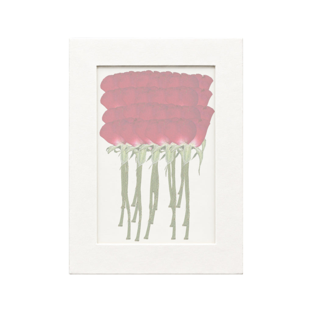 20 pressed Rose stems in red beneath translucent tracing paper
