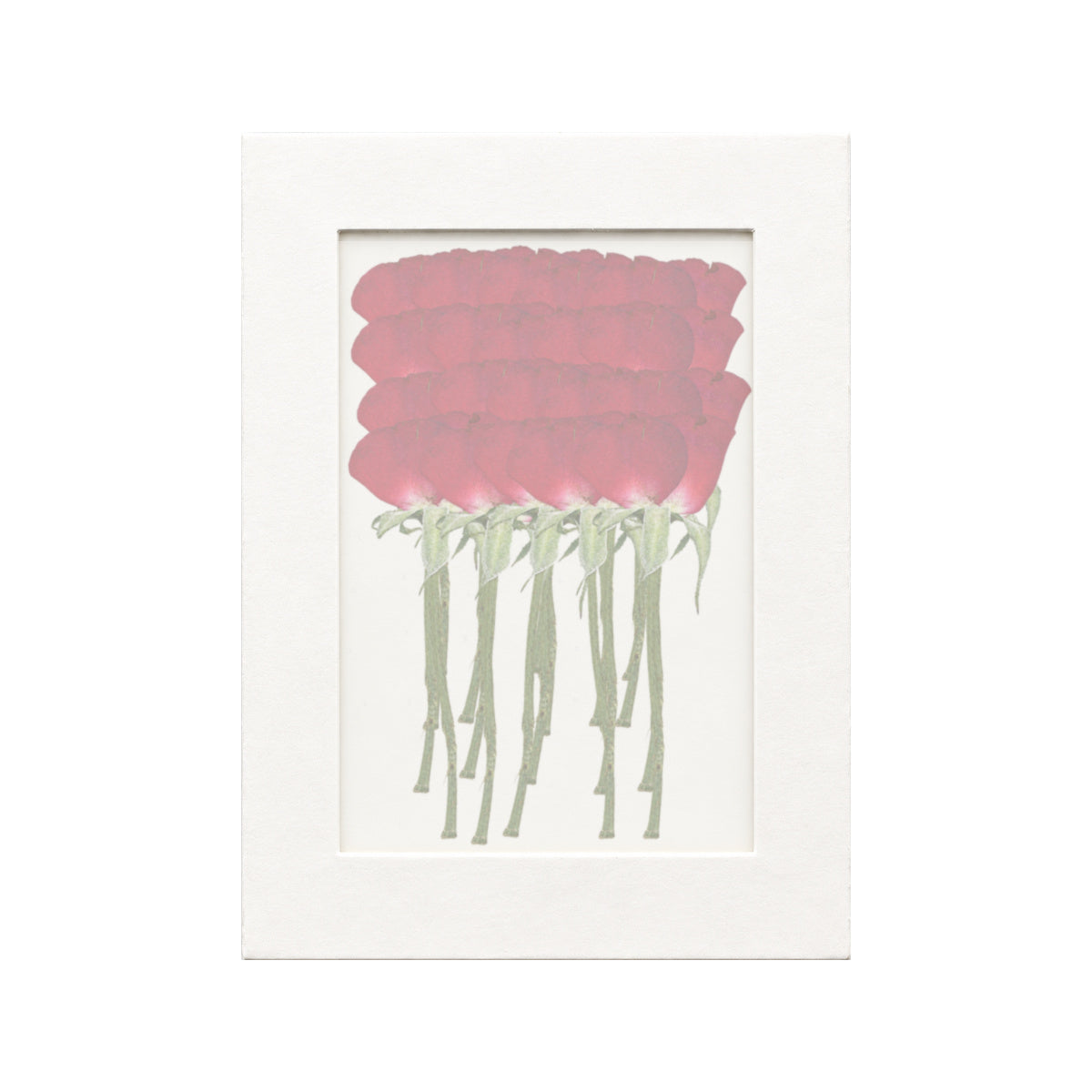 20 pressed Rose stems in red beneath translucent tracing paper