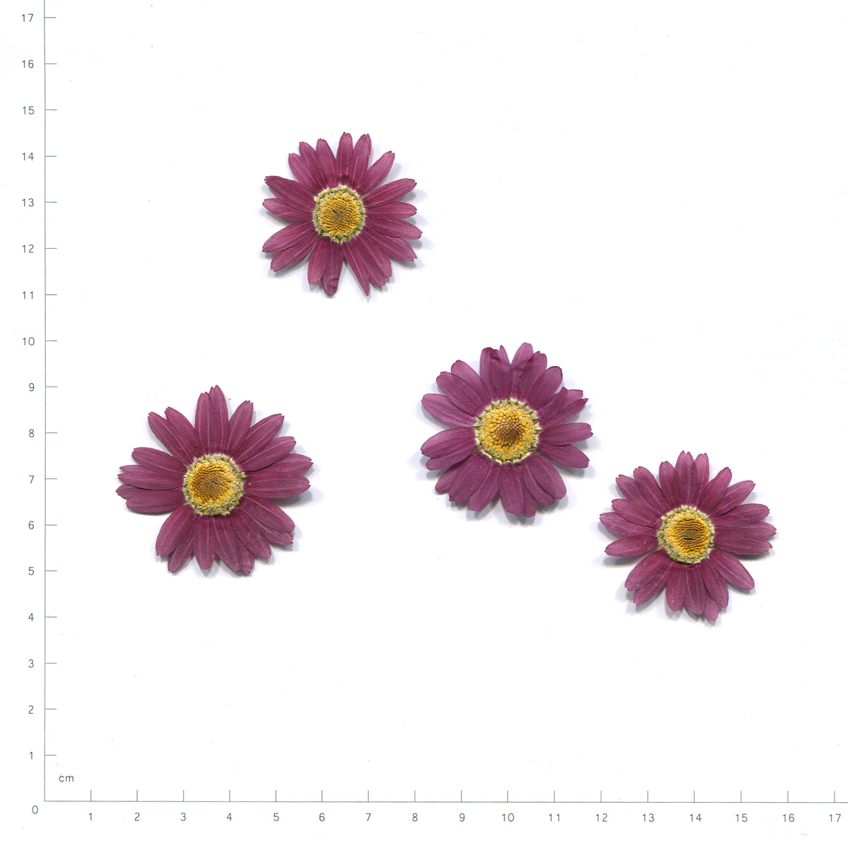 Red pressed flower daisy on a measurement grid