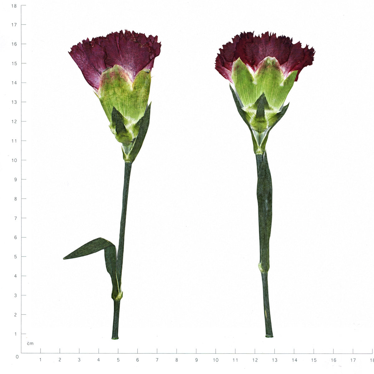 Pressed Flower Carnation, Red beside a 180 mm ruler