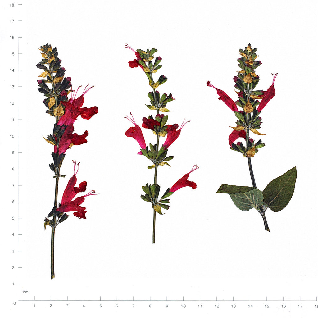 Pressed Flower Salvia, Red beside a 180 mm ruler