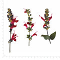 Pressed Flower Salvia, Red beside a 180 mm ruler