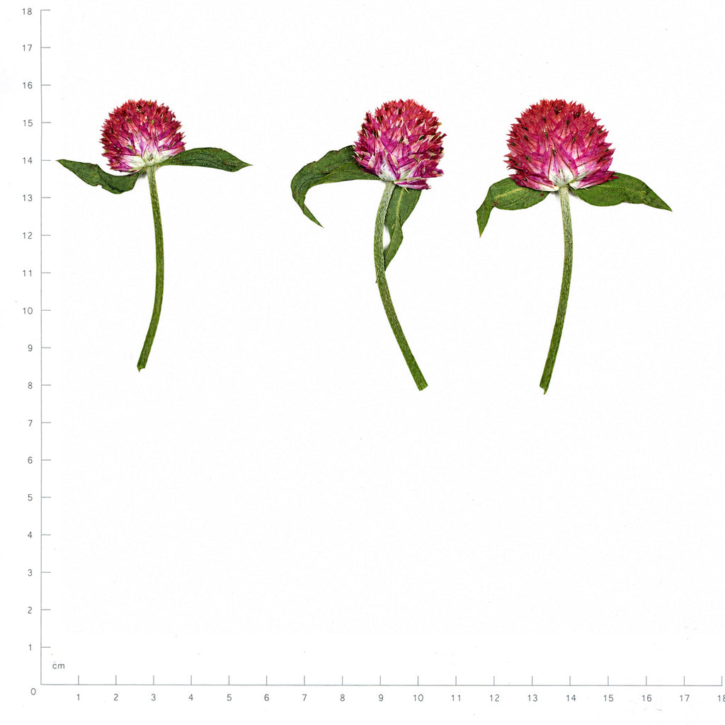 Pressed Flower Globe Amaranth, Red beside an 18 cm ruler
