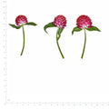 Pressed Flower Globe Amaranth, Red beside an 18 cm ruler