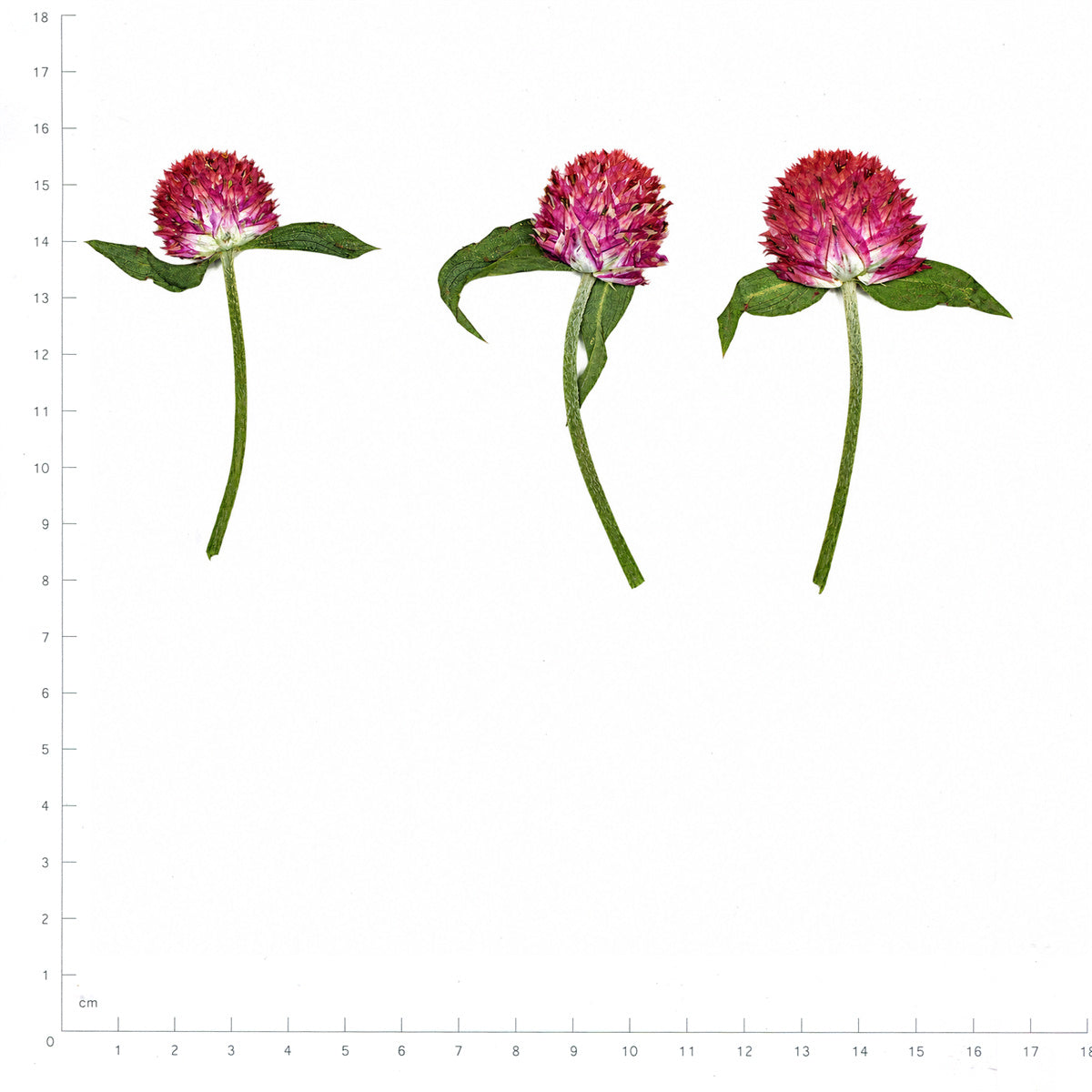 Pressed Flower Globe Amaranth, Red beside an 18 cm ruler