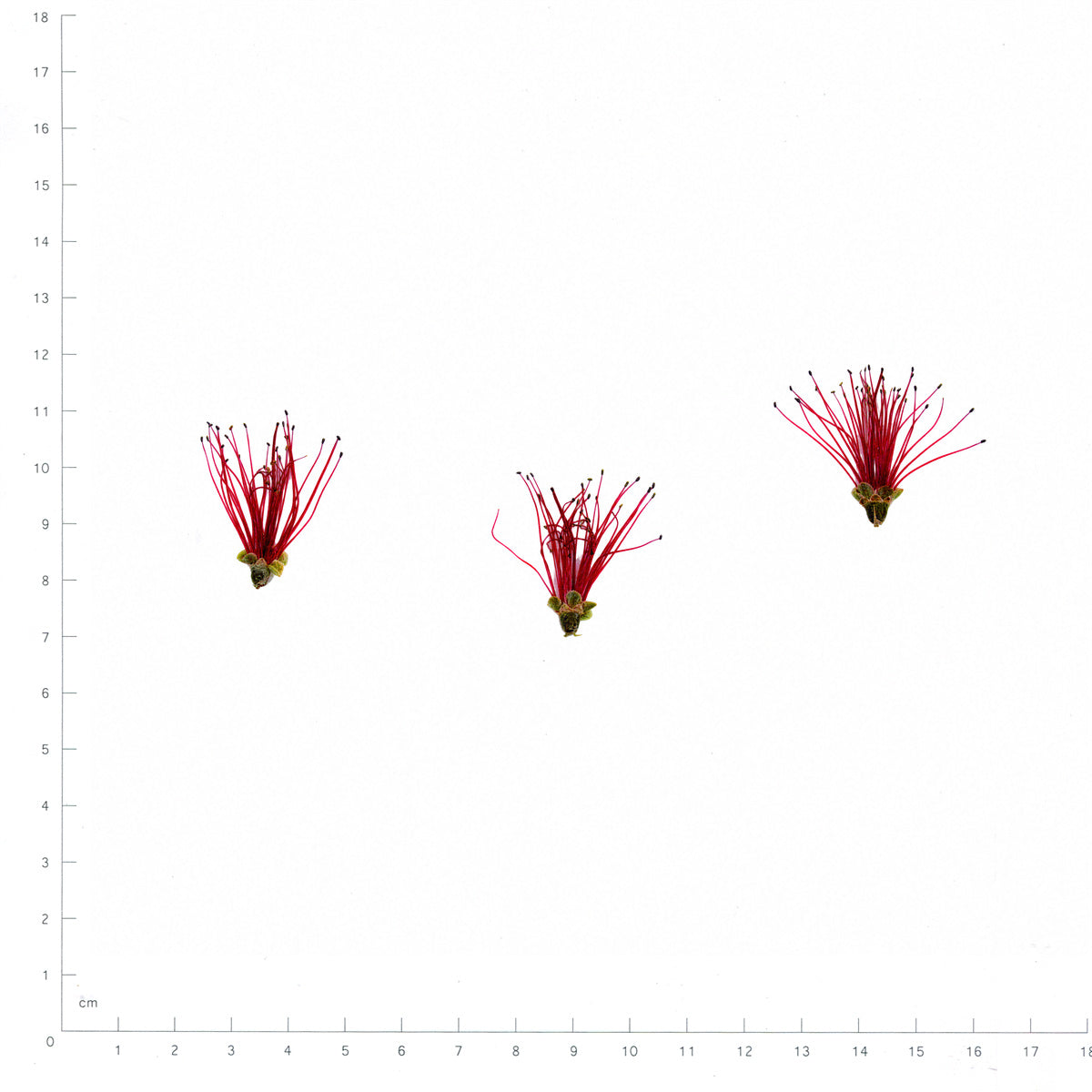 Pressed Flower Bottlebrush, Red beside a 180 mm ruler