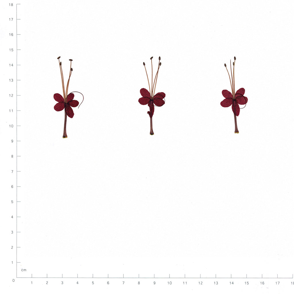 Pressed Flower Bleeding Heart Vine, Red beside a 180 mm ruler