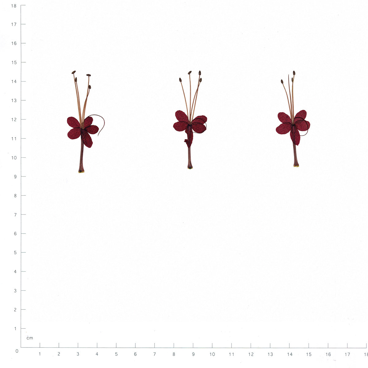 Pressed Flower Bleeding Heart Vine, Red beside a 180 mm ruler