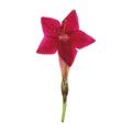 A pressed Cypress Vine flower in red with its natural shape and texture