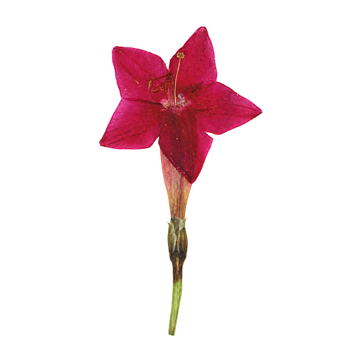 A pressed Cypress Vine flower in red with its natural shape and texture