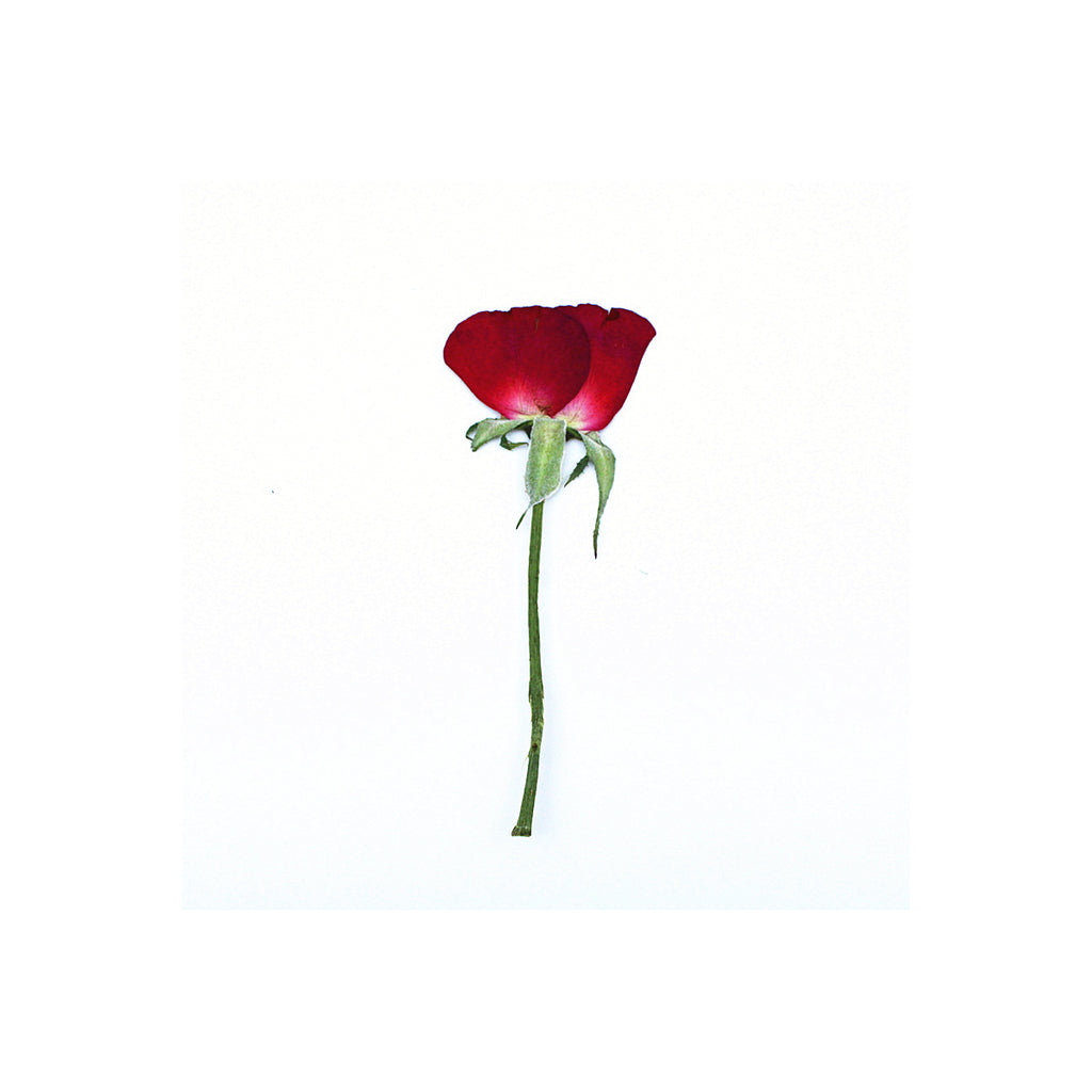 A pressed Rose stem in red with its natural shape and texture