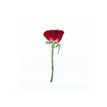 A pressed Rose stem in red with its natural shape and texture