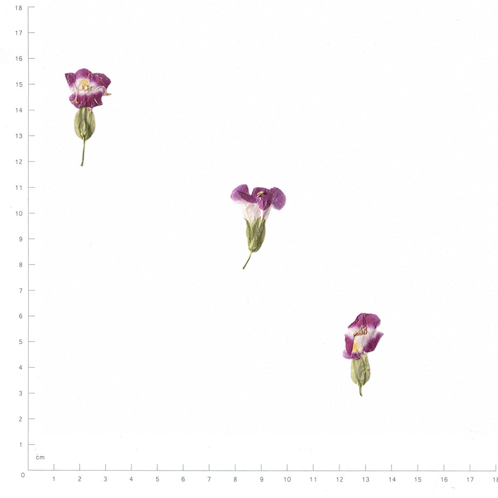 Pressed Wishbone Flower specimens in red with their natural shape and texture