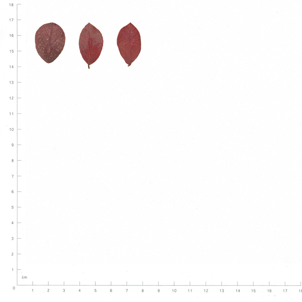 Pressed Chinese Fringe Flower Leaves specimens in red beside a metric ruler