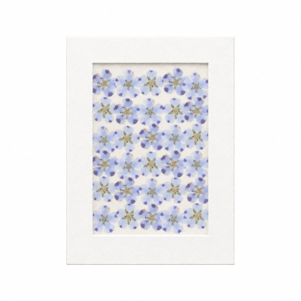 Pressed Flower Nemophila, Natural, 30 pieces in white kraft packaging beneath translucent tracing paper