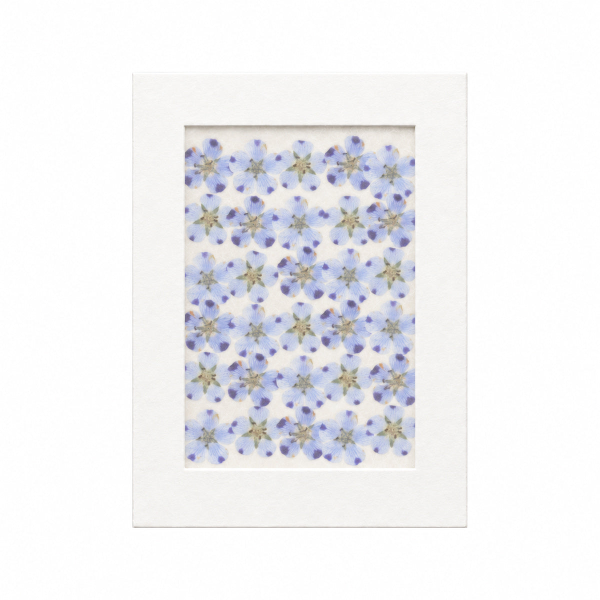 Pressed Flower Nemophila, Natural, 30 pieces in white kraft packaging beneath translucent tracing paper