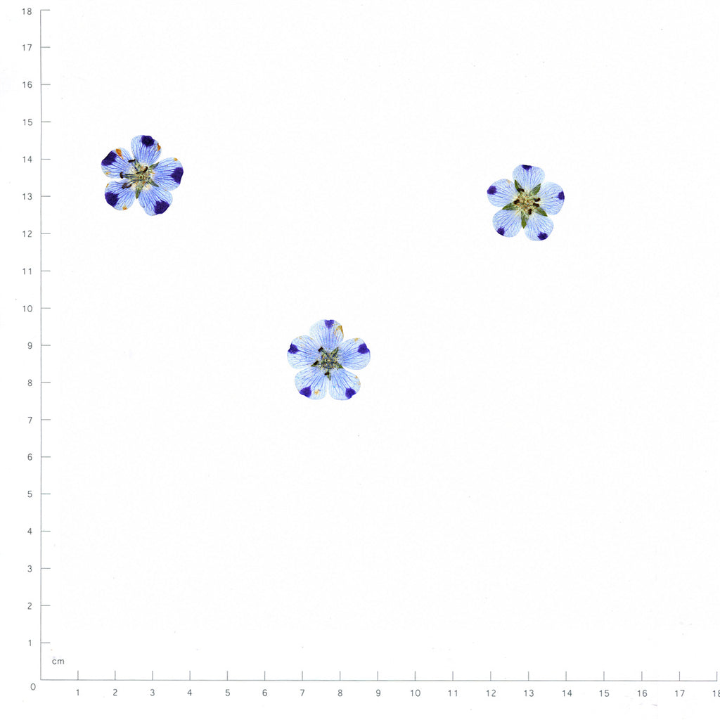 Pressed Flower Nemophila, Natural beside an 18 cm ruler