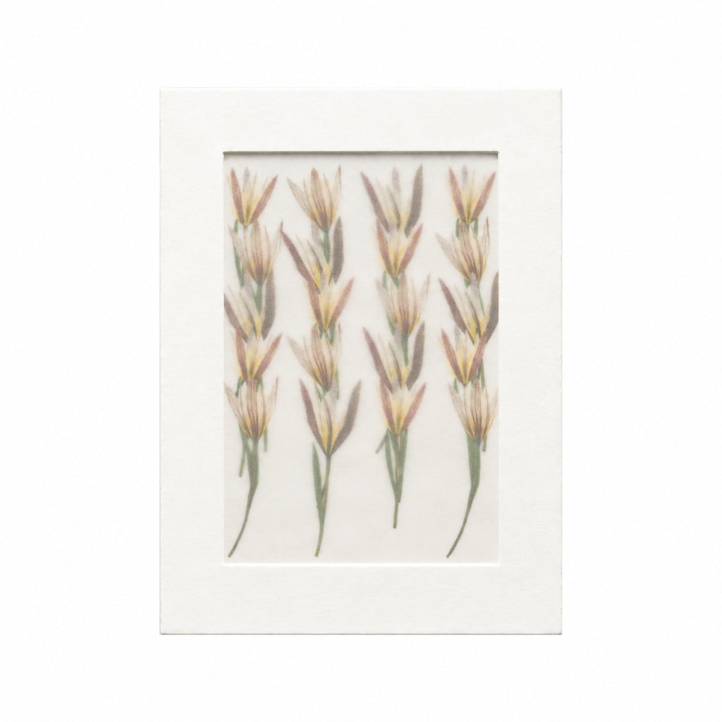 Pressed Flower Amana, White, 20 pieces in white kraft packaging beneath translucent tracing paper