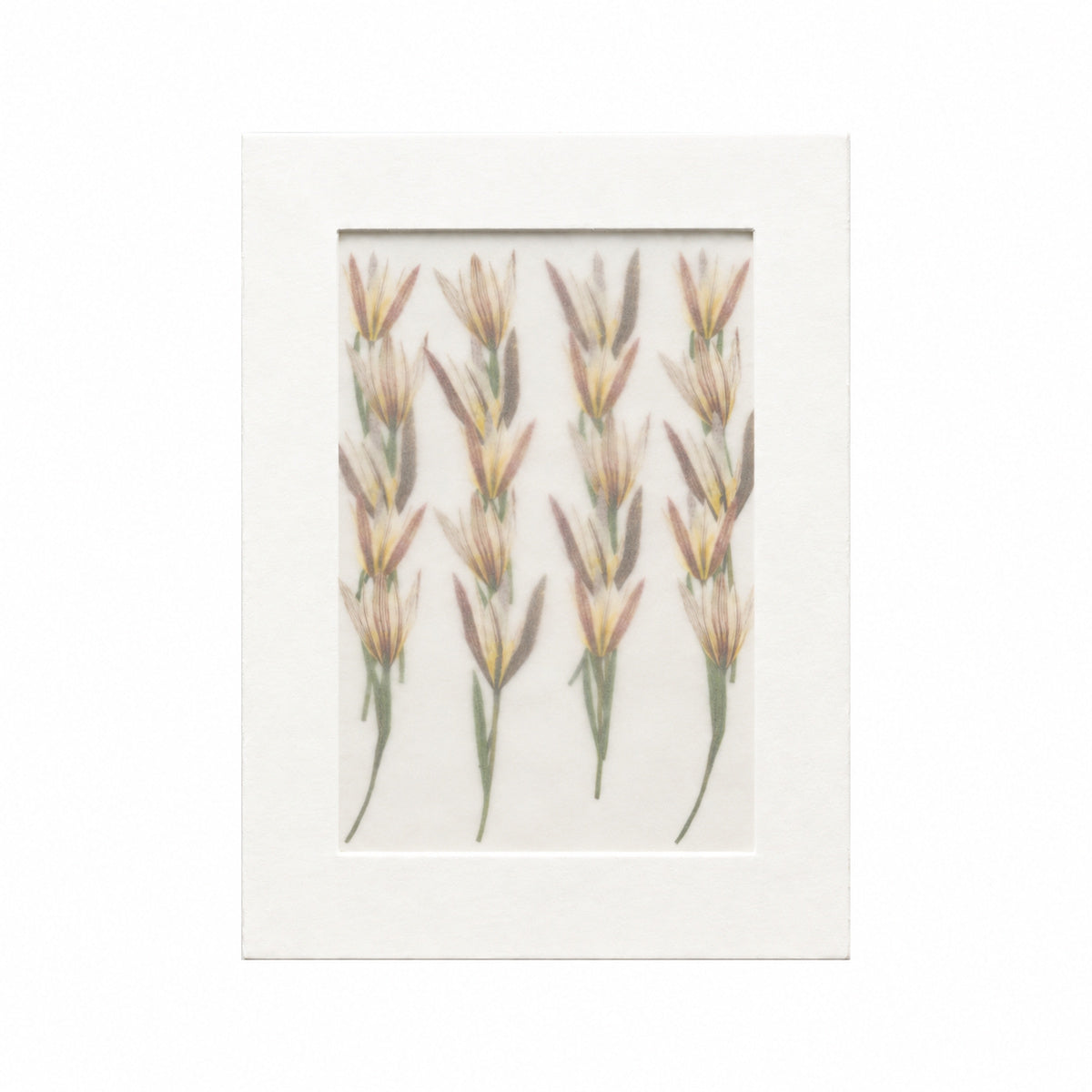 Pressed Flower Amana, White, 20 pieces in white kraft packaging beneath translucent tracing paper