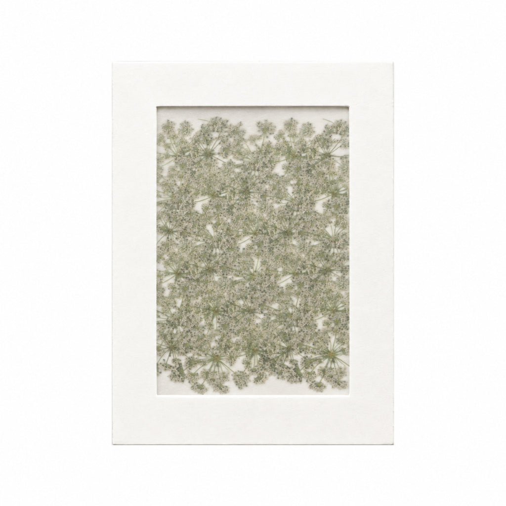 Pressed Flower Cnidium, White, 30 pieces in white kraft packaging beneath translucent tracing paper