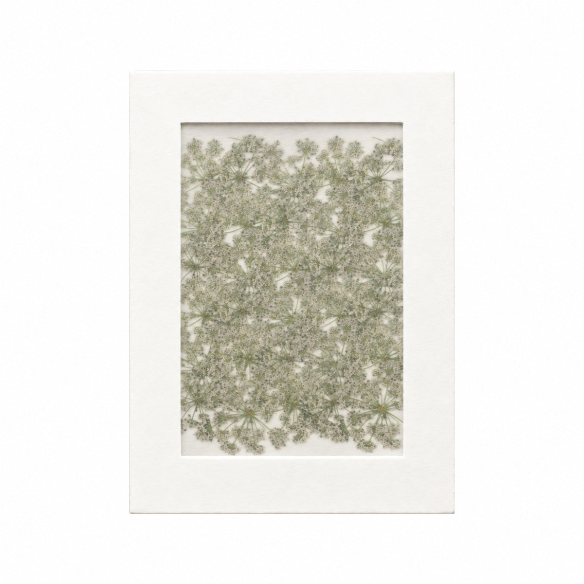 Pressed Flower Cnidium, White, 30 pieces in white kraft packaging beneath translucent tracing paper