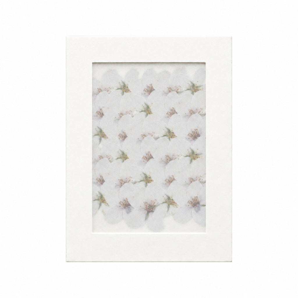 Pressed Flower Cherry Blossom, White, 30 pieces in white kraft packaging beneath translucent tracing paper
