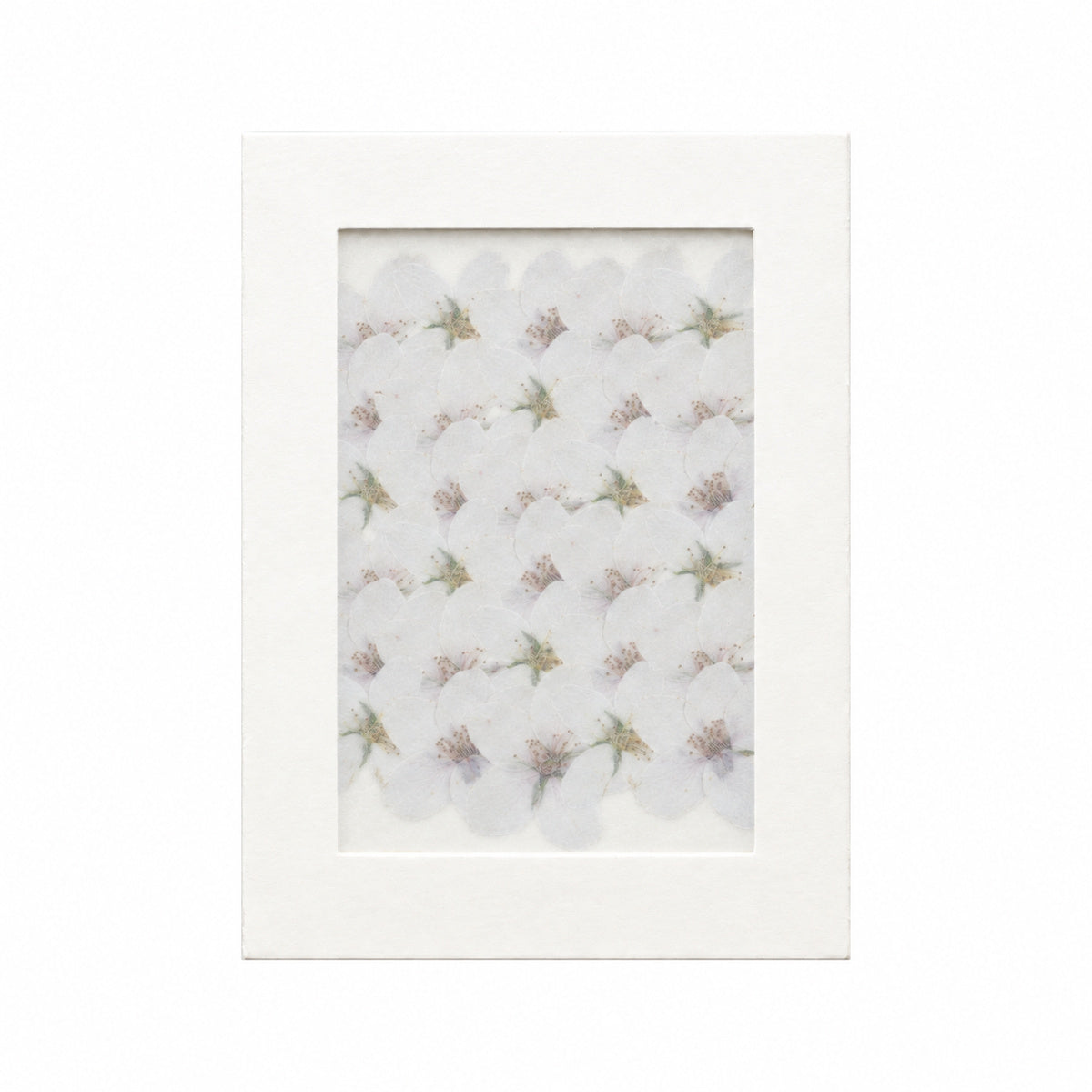 Pressed Flower Cherry Blossom, White, 30 pieces in white kraft packaging beneath translucent tracing paper