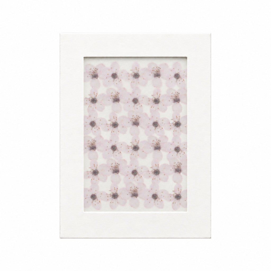 Pressed Flower Plum Blossom, White, 30 pieces in white kraft packaging beneath translucent tracing paper