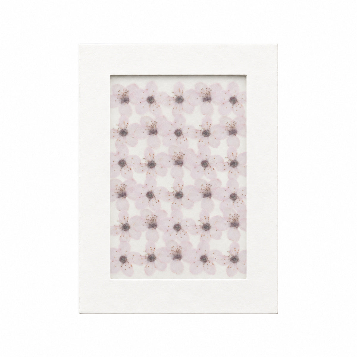 Pressed Flower Plum Blossom, White, 30 pieces in white kraft packaging beneath translucent tracing paper