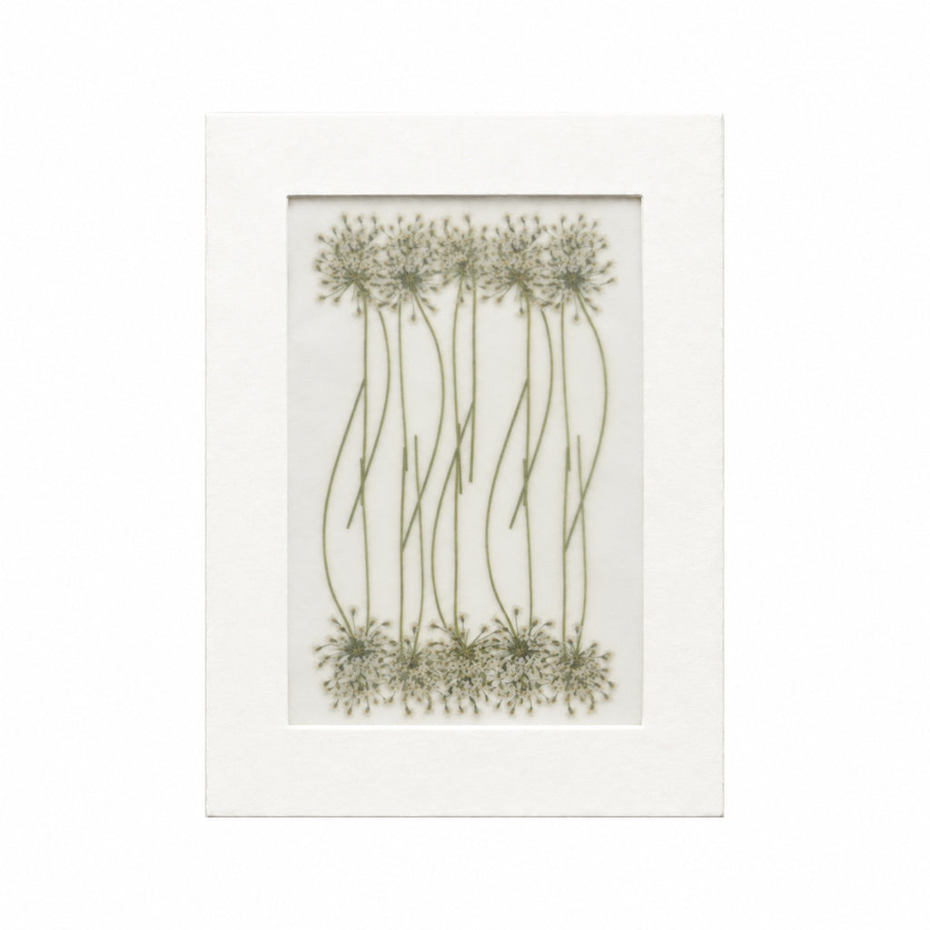 Pressed Flower Lace Flower, White, 20 pieces in white kraft packaging beneath translucent tracing paper