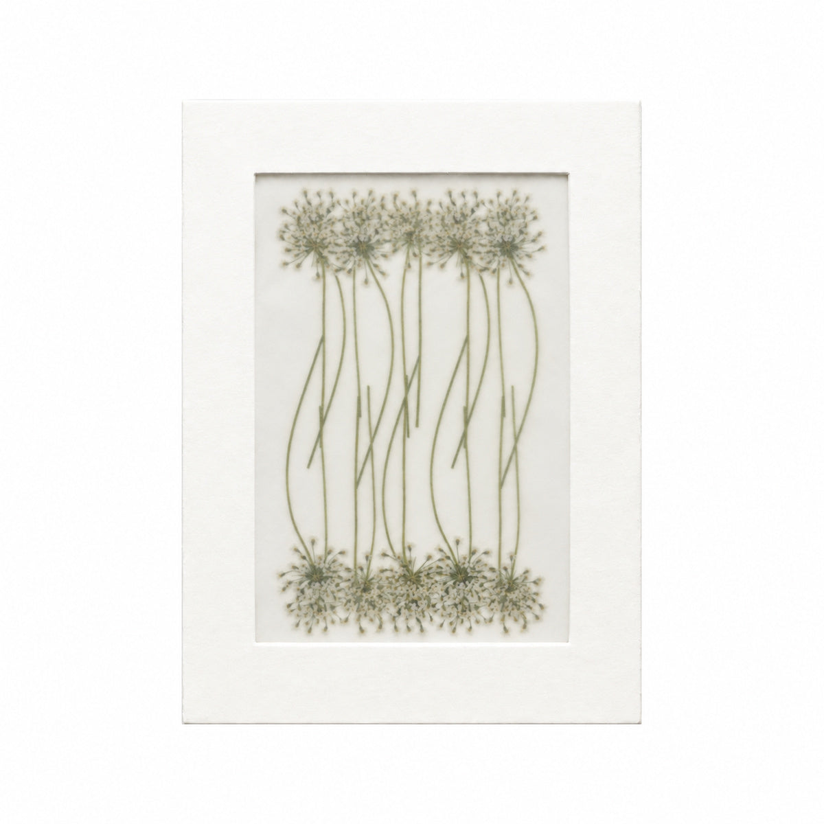 Pressed Flower Lace Flower, White, 20 pieces in white kraft packaging beneath translucent tracing paper