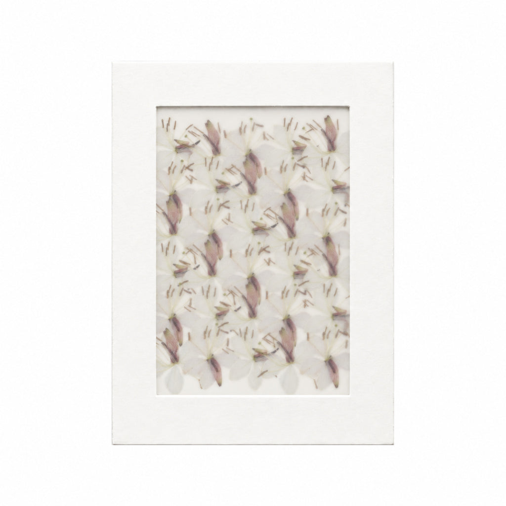 Pressed Flower Gaura, White, 30 pieces in white kraft packaging beneath translucent tracing paper