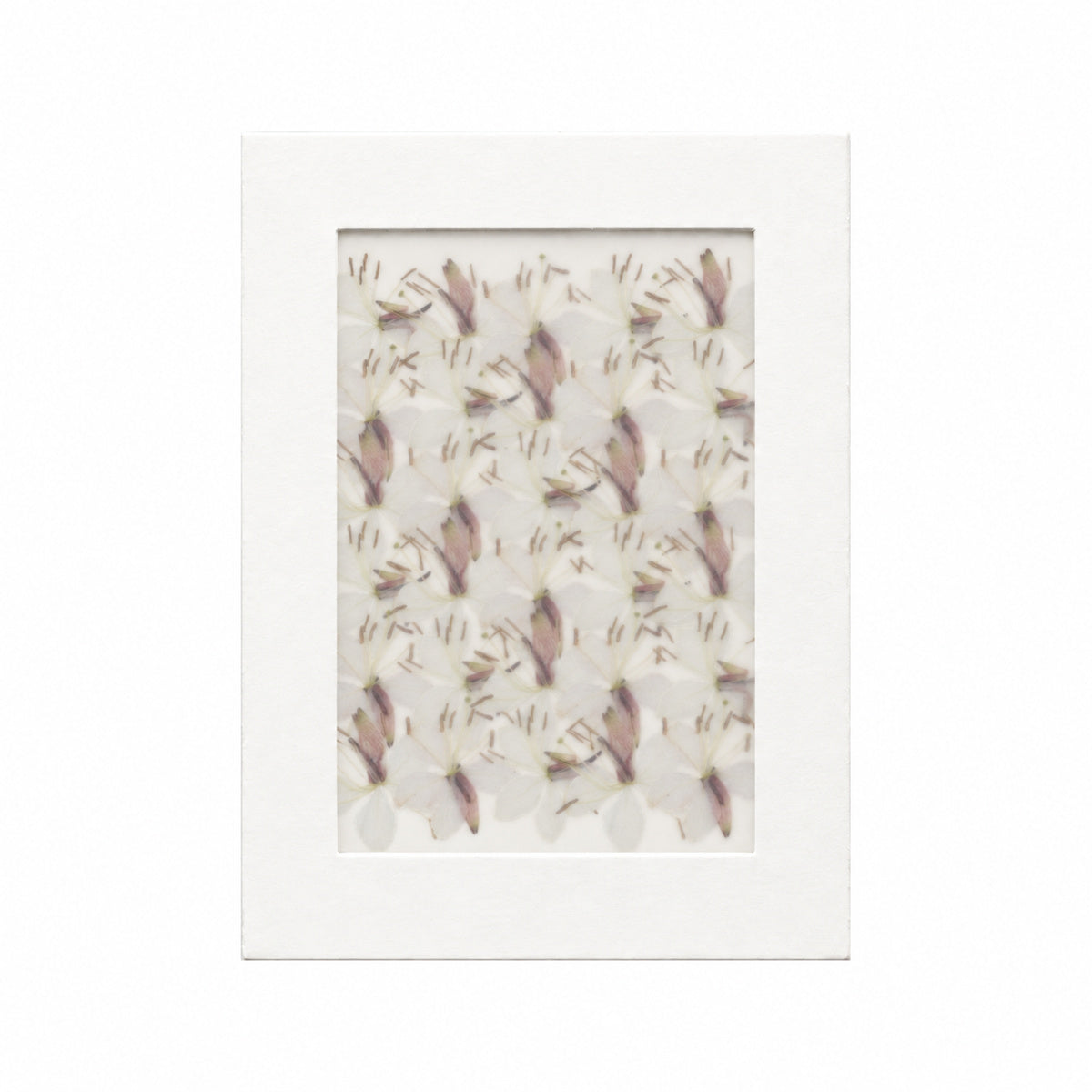 Pressed Flower Gaura, White, 30 pieces in white kraft packaging beneath translucent tracing paper