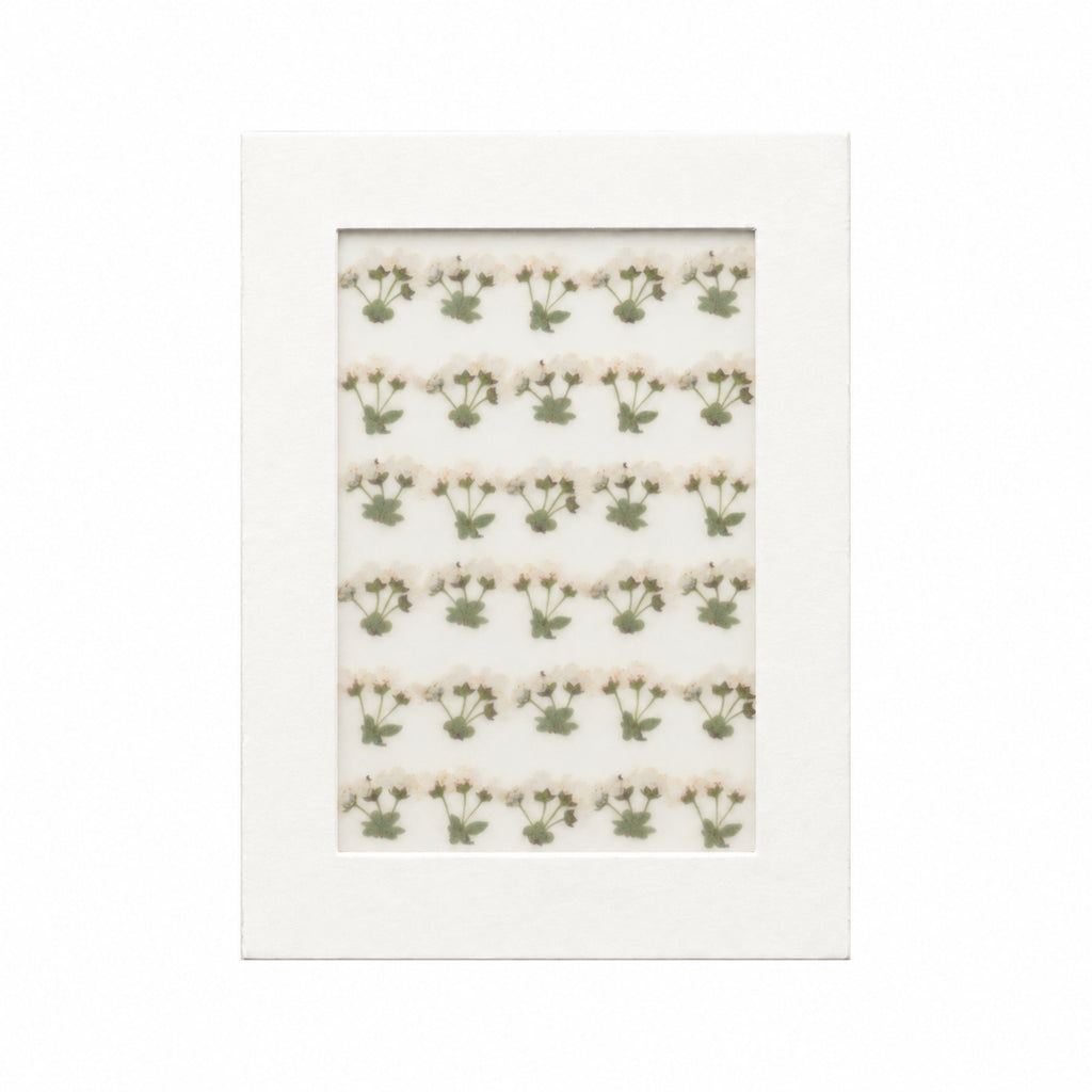 Pressed Flower Spirea, White, 30 pieces in white kraft packaging beneath translucent tracing paper