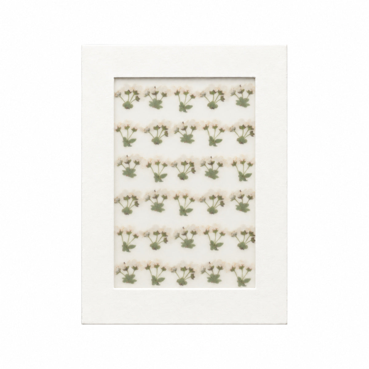 Pressed Flower Spirea, White, 30 pieces in white kraft packaging beneath translucent tracing paper